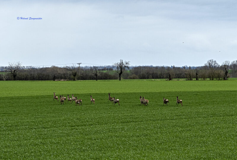 Eine Gruppe Rehe flieht offenbar vor unserem Zug über ein Feld gen Wald.