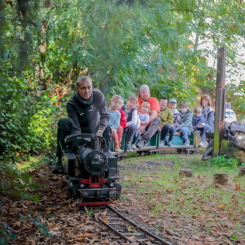 Zu sehen ist die Dampflokomotive 81 011, allerdings in der Größe einer Personen tragenden Gartenbahn. Am Hacken einen Zug mit begeisterten Kindern und Eltern.