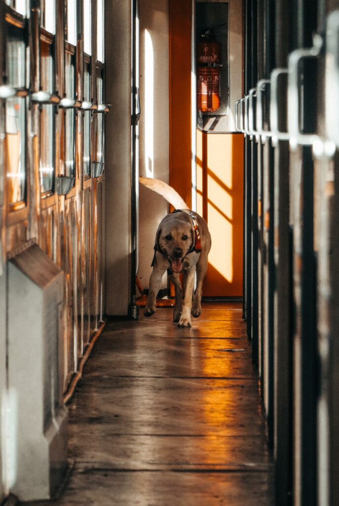 Das Bild zeigt einen Rettungshund, der die Spur eines Vermissten verfolgt. Er durchläuft den Seitengang eines Reisezugwagens.